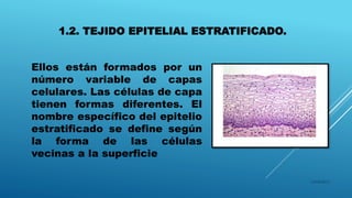 1.2. TEJIDO EPITELIAL ESTRATIFICADO.
16/04/2015
Ellos están formados por un
número variable de capas
celulares. Las células de capa
tienen formas diferentes. El
nombre específico del epitelio
estratificado se define según
la forma de las células
vecinas a la superficie
 