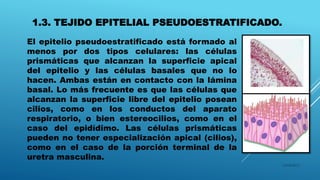 1.3. TEJIDO EPITELIAL PSEUDOESTRATIFICADO.
16/04/2015
El epitelio pseudoestratificado está formado al
menos por dos tipos celulares: las células
prismáticas que alcanzan la superficie apical
del epitelio y las células basales que no lo
hacen. Ambas están en contacto con la lámina
basal. Lo más frecuente es que las células que
alcanzan la superficie libre del epitelio posean
cilios, como en los conductos del aparato
respiratorio, o bien estereocilios, como en el
caso del epidídimo. Las células prismáticas
pueden no tener especialización apical (cilios),
como en el caso de la porción terminal de la
uretra masculina.
 