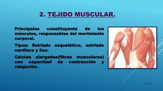 2. TEJIDO MUSCULAR.
Principales constituyente de los
músculos, responsables del movimiento
corporal.
Tipos: Estriado esquelético, estriado
cardiaco y liso.
Células alargadas(fibras musculares)
con capacidad de contracción y
relajación.
16/04/2015
 