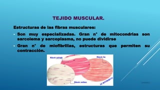 TEJIDO MUSCULAR.
Estructuras de las fibras musculares:
 Son muy especializadas. Gran n° de mitocondrias son
sarcolema y sarcoplasma, no puede dividirse
 Gran n° de miofibrillas, estructuras que permiten su
contracción.
16/04/2015
 