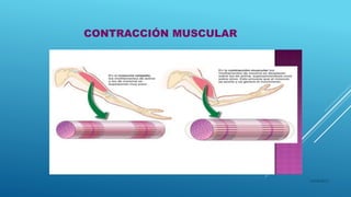 CONTRACCIÓN MUSCULAR
16/04/2015
 
