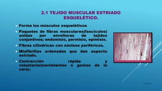 2.1 TEJIDO MUSCULAR ESTRIADO
ESQUELÉTICO.
 Forma los músculos esqueléticos
 Paquetes de fibras musculares(fascículos)
unidas por envolturas de tejidos
conjuntivos; endomisio, permisio, epimisio.
 Fibras cilíndricas con núcleos periféricos.
 Miofibrillas ordenadas que dan aspecto
estriado.
 Contracción rápida y
voluntaria(movimientos o gestos de la
cara).
16/04/2015
 
