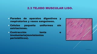 2.3 TEJIDO MUSCULAR LISO.
 Paredes de aparatos digestivos y
respiratorios y vasos sanguíneos.
 Células pequeña uniformes sin
estriaciones.
 Contracción lenta e
involuntaria(movimientos
peristálticos).
16/04/2015
 