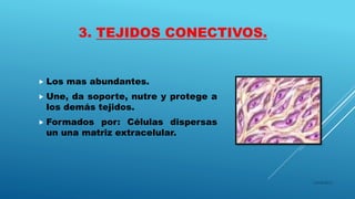 3. TEJIDOS CONECTIVOS.
 Los mas abundantes.
 Une, da soporte, nutre y protege a
los demás tejidos.
 Formados por: Células dispersas
un una matriz extracelular.
16/04/2015
 