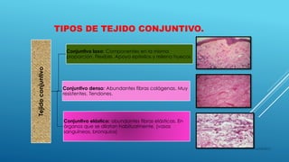 TIPOS DE TEJIDO CONJUNTIVO.
Tejidoconjuntivo
Conjuntivo laxo: Componentes en la misma
proporción. Flexible. Apoya epitelios y rellena huecos
Conjuntivo denso: Abundantes fibras colágenas. Muy
resistentes. Tendones.
Conjuntivo elástico: abundantes fibras elásticas. En
órganos que se dilatan habitualmente. (vasos
sanguíneos, bronquios)
16/04/2015
 