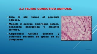 3.2 TEJIDO CONECTIVO-ADIPOSO.
 Bajo la piel forma el panículo
adiposo.
 Modela el cuerpo, amortigua golpes,
almacena energética y aislante
térmico.
 Adipocitos: Células grandes y
esféricas rellenas de grasa en su
citoplasma
16/04/2015
 
