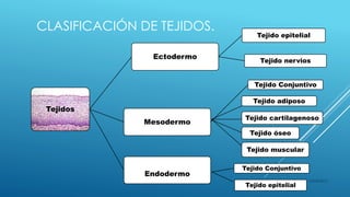 CLASIFICACIÓN DE TEJIDOS.
Tejidos
Ectodermo
Tejido epitelial
Tejido nervios
Mesodermo
Tejido Conjuntivo
Endodermo
Tejido Conjuntivo
Tejido epitelial
Tejido adiposo
Tejido cartilagenoso
Tejido óseo
Tejido muscular
16/04/2015
 