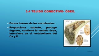 3.4 TEJIDO CONECTIVO- ÓSEO.
 Forma huesos de los vertebrados.
 Proporciona soporte, protege
órganos, contiene la medula ósea,
interviene en el metabolismo del
Ca y P.
16/04/2015
 