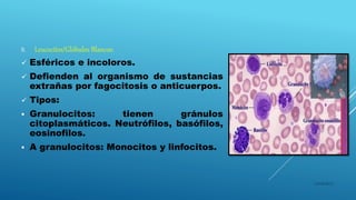 B. Leucocitos/Glóbulos Blancos:
 Esféricos e incoloros.
 Defienden al organismo de sustancias
extrañas por fagocitosis o anticuerpos.
 Tipos:
 Granulocitos: tienen gránulos
citoplasmáticos. Neutrófilos, basófilos,
eosinofilos.
 A granulocitos: Monocitos y linfocitos.
16/04/2015
 