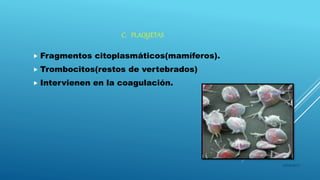 C. PLAQUETAS
 Fragmentos citoplasmáticos(mamíferos).
 Trombocitos(restos de vertebrados)
 Intervienen en la coagulación.
16/04/2015
 