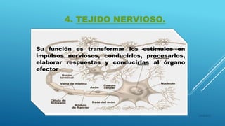 4. TEJIDO NERVIOSO.
 Su función es transformar los estímulos en
impulsos nerviosos, conducirlos, procesarlos,
elaborar respuestas y conducirlas al órgano
efector
16/04/2015
 