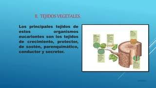 II. TEJIDOS VEGETALES.
Los principales tejidos de
estos organismos
eucariontes son los tejidos
de crecimiento, protector,
de sostén, parenquimático,
conductor y secretor.
16/04/2015
 