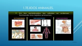 1.TEJIDOS ANIMALES.
16/04/2015
 