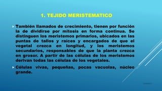 1. TEJIDO MERISTEMATICO
 También llamados de crecimiento, tienen por función
la de dividirse por mitosis en forma continua. Se
distinguen los meristemos primarios, ubicados en las
puntas de tallos y raíces y encargados de que el
vegetal crezca en longitud, y los meristemos
secundarios, responsables de que la planta crezca
en grosor. A partir de las células de los meristemos
derivan todas las células de los vegetales.
 Células vivas, pequeñas, pocas vacuolas, núcleo
grande.
16/04/2015
 