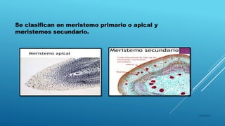 Se clasifican en meristemo primario o apical y
meristemos secundario.
16/04/2015
 