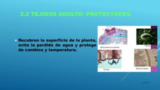 2.2 TEJIDOS ADULTO- PROTECTORES.
 Recubren la superficie de la planta,
evita la perdida de agua y protege
de cambios y temperatura.
16/04/2015
 