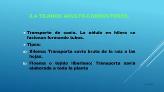 2.4 TEJIDOS ADULTO-CONDUCTORES.
 Transporte de savia. La célula en hilera se
fusionan formando tubos.
 Tipos:
a) Xilema: Transporta savia bruta de la raíz a las
hojas.
b) Floema o tejido liberiano: Transporta savia
elaborada a toda la planta
16/04/2015
 