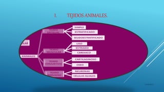 I. TEJIDOS ANIMALES.
16/04/2015
 