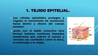1. TEJIDO EPITELIAL.
 Las células epiteliales protegen y
regulan el movimiento de sustancias
hacia dentro y afuera del cuerpo
humano.
 Junto con el tejido conectivo laxo
forman laminas continuas llamadas
membranas que cubren al cuerpo y
revisten sus cavidades como la boca,
el estomago y la vejiga.
16/04/2015
 