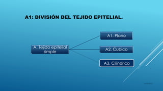 A1: DIVISIÓN DEL TEJIDO EPITELIAL.
A. Tejido epitelial
simple
A1. Plano
A2. Cubico
A3. Cilíndrico
16/04/2015
 