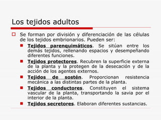Los tejidos adultos Se forman por división y diferenciación de las células de los tejidos embrionarios. Pueden ser: Tejidos parenquimáticos . Se sitúan entre los demás tejidos, rellenando espacios y desempeñando diferentes funciones.  Tejidos protectores . Recubren la superficie externa de la planta y la protegen de la desecación y de la acción de los agentes externos. Tejidos de sostén . Proporcionan resistencia mecánica a las distintas partes de la planta. Tejidos conductores . Constituyen el sistema vascular de la planta, transportando la savia por el interior de la planta. Tejidos secretores . Elaboran diferentes sustancias. 
