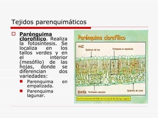 Tejidos parenquimáticos Parénquima clorofílico . Realiza la fotosíntesis. Se localiza en los tallos verdes y en el interior (mesófilo) de las hojas, donde se diferencian dos variedades: Parenquima en empalizada.  Parenquima lagunar. 