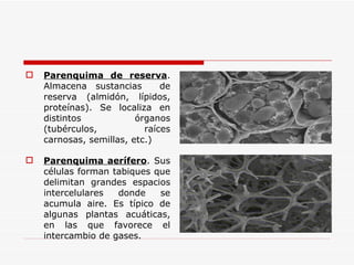 Parenquima de reserva . Almacena sustancias  de reserva (almidón, lípidos, proteínas). Se localiza en distintos órganos (tubérculos, raíces carnosas, semillas, etc.) Parenquima aerífero . Sus células forman tabiques que delimitan grandes espacios intercelulares donde se acumula aire. Es típico de algunas plantas acuáticas, en las que favorece el intercambio de gases. 