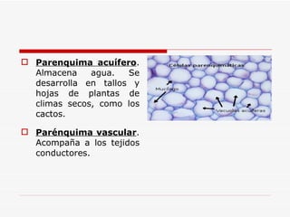 Parenquima acuífero . Almacena agua. Se desarrolla en tallos y hojas de plantas de climas secos, como los cactos. Parénquima vascular . Acompaña a los tejidos conductores. 