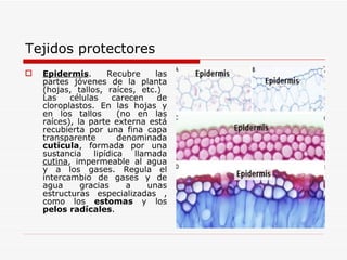 Tejidos protectores Epidermis . Recubre las partes jóvenes de la planta (hojas, tallos, raíces, etc.)  Las células carecen de cloroplastos. En las hojas y en los tallos  (no en las raíces), la parte externa está recubierta por una fina capa transparente denominada  cutícula , formada por una sustancia lipídica llamada  cutina , impermeable al agua y a los gases. Regula el intercambio de gases y de agua gracias a unas estructuras especializadas , como los  estomas  y los  pelos radícales .  