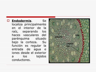 Endodermis . Se localiza principalmente en el interior de la raíz, separando los haces vasculares del parénquima situado bajo la corteza.  Su función es regular la entrada de agua e iones desde el exterior a los tejidos conductores. 