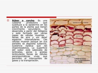 Súber o corcho . Es una cubierta protectora que sustituye a la epidermis en las partes de la planta que tienen crecimiento secundario. Se desarrolla a partir del felógeno y está formado por varias capas de células muertas , llenas de aire y sin dejar espacios intercelulares. Las células mueren porque en sus paredes se deposita suberina, sustancia lipídica que las impermeabiliza. La superficie del súber está salpicada de lenticelas, poros o grietas lenticulares llenas de células parenquimáticas vivas que permiten el intercambio de gases y la transpiración. 