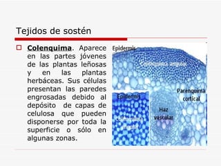Tejidos de sostén Colenquima .  Aparece en las partes jóvenes de las plantas leñosas y en las plantas herbáceas. Sus células presentan las paredes engrosadas debido al depósito  de capas de celulosa que pueden disponerse por toda la superficie o sólo en algunas zonas.  