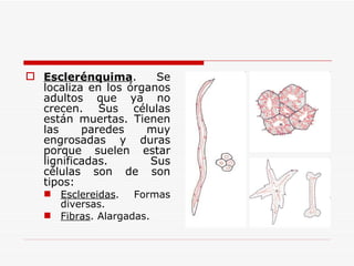 Esclerénquima . Se localiza en los órganos adultos que ya no crecen. Sus células están muertas. Tienen las paredes muy engrosadas y duras porque suelen estar lignificadas. Sus células son de son tipos: Esclereidas . Formas diversas. Fibras . Alargadas. 