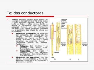 Tejidos conductores Xilema . También llamado tejido leñoso. Se encarga de transportar la  savia bruta  (agua y sales minerales disueltas) desde la raíz hasta las hojas y tallos verdes, donde se realiza la fotosíntesis. Hay un  xilema primario ( formado por los meristemos apicales) y un  xilema secundario  (formado por el cambiúm.  Las células del xilema son de dos tipos:  Elementos vasculares . Se encargan del transporte. Son células con las paredes laterales reforzadas por depósitos de lignina en forma de anillos, espirales o retículos. Cuando completan su desarrollo mueren y únicamente quedan sus paredes. Pueden ser: Tráqueas . Son cilíndricas y se disponen unas sobre otras, formando los vasos leñosos. Traqueidas . Son largas y delgadas, con los extremos puntiagudos.  Son menos eficaces que las traqueas. Elementos no vasculares . Son las células parenquimáticas y las fibras. Realizan intercambios de sustancias y proporcionan sostén. 