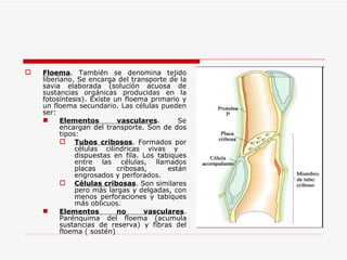 Floema . También se denomina tejido liberiano. Se encarga del transporte de la savia elaborada (solución acuosa de sustancias orgánicas producidas en la fotosíntesis). Existe un floema primario y un floema secundario. Las células pueden ser:  Elementos vasculares . Se encargan del transporte. Son de dos tipos:  Tubos cribosos . Formados por células cilíndricas vivas y  dispuestas en fila. Los tabiques entre las células, llamados placas cribosas, están engrosados y perforados. Células cribosas . Son similares pero más largas y delgadas, con menos perforaciones y tabiques más oblicuos. Elementos no vasculares . Parénquima del floema (acumula sustancias de reserva) y fibras del floema ( sostén) 