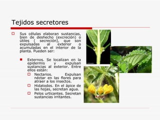 Tejidos secretores Sus células elaboran sustancias, bien de deshecho (excreción) o útiles ( secreción), que son expulsadas al exterior o acumuladas en el interior de la planta. Pueden ser:  Externos. Se localizan en la epidermis y expulsan sustancias al exterior. Entre ellos están: Nectarios. Expulsan néctar en las flores para atraer a los insectos. Hidatodos. En el ápice de las hojas, secretan agua. Pelos urticantes. Secretan sustancias irritantes. 