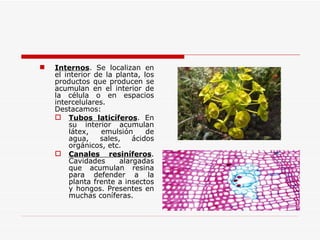 Internos . Se localizan en el interior de la planta, los productos que producen se acumulan en el interior de la célula o en espacios intercelulares. Destacamos: Tubos laticíferos . En su interior acumulan látex, emulsión de agua, sales, ácidos orgánicos, etc. Canales resiníferos . Cavidades alargadas que acumulan resina para defender a la planta frente a insectos y hongos. Presentes en muchas coníferas. 