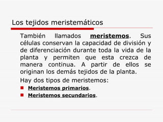 Los tejidos meristemáticos También llamados  meristemos . Sus células conservan la capacidad de división y de diferenciación durante toda la vida de la planta y permiten que esta crezca de manera continua. A partir de ellos se originan los demás tejidos de la planta. Hay dos tipos de meristemos: Meristemos primarios . Meristemos secundarios . 
