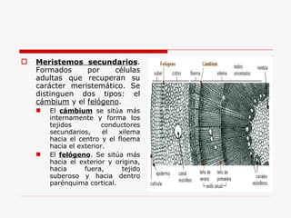 Meristemos secundarios . Formados por células adultas que recuperan su carácter meristemático. Se distinguen dos tipos: el  cámbium  y el  felógeno .  El  cámbium  se sitúa más internamente y forma los tejidos conductores secundarios, el xilema hacia el centro y el floema hacia el exterior. El  felógeno . Se sitúa más hacia el exterior y origina, hacia fuera, tejido suberoso y hacia dentro parénquima cortical. 