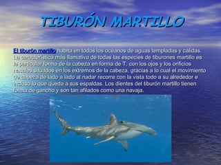 TIBURÓN MARTILLOTIBURÓN MARTILLO
El tiburón martilloEl tiburón martillo habita en todos los océanos de aguas templadas y cálidas.habita en todos los océanos de aguas templadas y cálidas.
La característica más llamativa de todas las especies de tiburones martillo esLa característica más llamativa de todas las especies de tiburones martillo es
la particular forma de la cabeza en forma de T, con los ojos y los orificiosla particular forma de la cabeza en forma de T, con los ojos y los orificios
nasales situados en los extremos de la cabeza, gracias a lo cual el movimientonasales situados en los extremos de la cabeza, gracias a lo cual el movimiento
de cabeza de lado a lado al nadar recorre con la vista todo a su alrededor ede cabeza de lado a lado al nadar recorre con la vista todo a su alrededor e
incluso lo que queda a sus espaldas. Los dientes del tiburón martillo tienenincluso lo que queda a sus espaldas. Los dientes del tiburón martillo tienen
forma de gancho y son tan afilados como una navaja.forma de gancho y son tan afilados como una navaja.
 