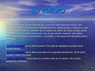 SU CUERPOSU CUERPO
Los tiburones son peces marinos que viven en casi todos los mares. SonLos tiburones son peces marinos que viven en casi todos los mares. Son
peces que tienen un esqueleto cartilaginoso con aletas pares e impares y cola.peces que tienen un esqueleto cartilaginoso con aletas pares e impares y cola.
A los lados de la parte posterior de la cabeza se abren de cinco a siete paresA los lados de la parte posterior de la cabeza se abren de cinco a siete pares
de hendiduras llamadas branquias, que es por donde respiran. Las aletasde hendiduras llamadas branquias, que es por donde respiran. Las aletas
impares se distinguen en dorsales y caudales, y las pares son las pectorales yimpares se distinguen en dorsales y caudales, y las pares son las pectorales y
ventrales.ventrales.
•ALETA CAUDALALETA CAUDAL: es la aleta trasera. Con ella se desplazan porque tiene: es la aleta trasera. Con ella se desplazan porque tiene
mucha fuerza.mucha fuerza.
•ALETA DORSALALETA DORSAL: es la aleta que esta en la espalda del tiburón. Sirve para: es la aleta que esta en la espalda del tiburón. Sirve para
ayudar a hacer los giros.ayudar a hacer los giros.
•ALETA VENTRALALETA VENTRAL: como dice su nombre esta en el vientre. Sirve para: como dice su nombre esta en el vientre. Sirve para
estabilizar al tiburón.estabilizar al tiburón.
 