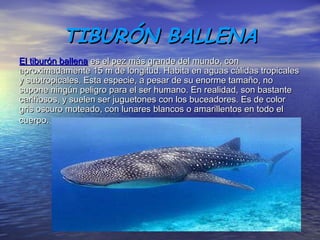 TIBURÓN BALLENATIBURÓN BALLENA
El tiburón ballenaEl tiburón ballena es el pez más grande del mundo, cones el pez más grande del mundo, con
aproximadamente 15 m de longitud. Habita en aguas cálidas tropicalesaproximadamente 15 m de longitud. Habita en aguas cálidas tropicales
y subtropicales. Esta especie, a pesar de su enorme tamaño, noy subtropicales. Esta especie, a pesar de su enorme tamaño, no
supone ningún peligro para el ser humano. En realidad, son bastantesupone ningún peligro para el ser humano. En realidad, son bastante
cariñosos, y suelen ser juguetones con los buceadores. Es de colorcariñosos, y suelen ser juguetones con los buceadores. Es de color
gris oscuro moteado, con lunares blancos o amarillentos en todo elgris oscuro moteado, con lunares blancos o amarillentos en todo el
cuerpo.cuerpo.   
 