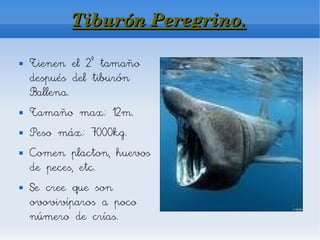 Tiburón Peregrino.

   Tienen el 2º tamaño
    después del tiburón
    Ballena.
   Tamaño max.: 12m.
   Peso máx.: 7000kg.
   Comen placton, huevos
    de peces, etc.
   Se cree que son
    ovovivíparos a poco
    número de crías.
 