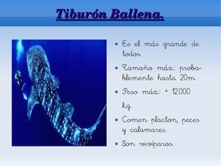 Tiburón Ballena.

           Es el más grande de
            todos.
           Tamaño máx.: proba-
            blemente hasta 20m.
           Peso máx.: + 12.000
            kg.
           Comen placton, peces
            y calamares.
           Son vivíparos.
 