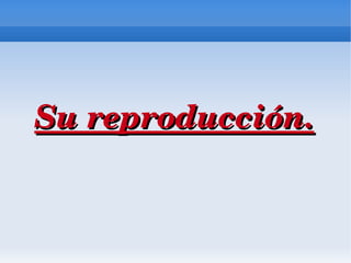 Su reproducción.
 
