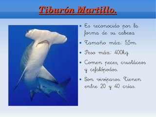 Tiburón Martillo.
           Es reconocido por la
            forma de su cabeza
           Tamaño máx.: 5,5m.
           Peso máx.: 400kg.
           Comen peces, crustáceos
            y cefalópodos.
           Son vivíparos. Tienen
            entre 20 y 40 crías.
 