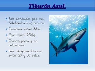 Tiburón Azul.

   Son conocidos por sus
    habilidades migratorias.
   Tamaño máx.: 3,8m.
   Peso máx.: 220kg.
   Comen peces y de
    calamares.
   Son vivíparos.Tienen
    entre 20 y 50 crías.
 