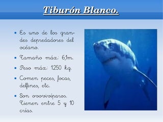 Tiburón Blanco.

   Es uno de los gran-
    des depredadores del
    océano.
   Tamaño máx.: 6,1m.
   Peso máx.: 1.250 kg.
   Comen peces, focas,
    delfines, etc.
   Son ovovivíparos.
    Tienen entre 5 y 10
    crías.
 