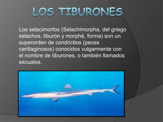 Los selacimorfos (Selachimorpha, del griego
selachos, tiburón y morphé, forma) son un
superorden de condrictios (peces
cartilaginosos) conocidos vulgarmente con
el nombre de tiburones, o también llamados
escualos.
 