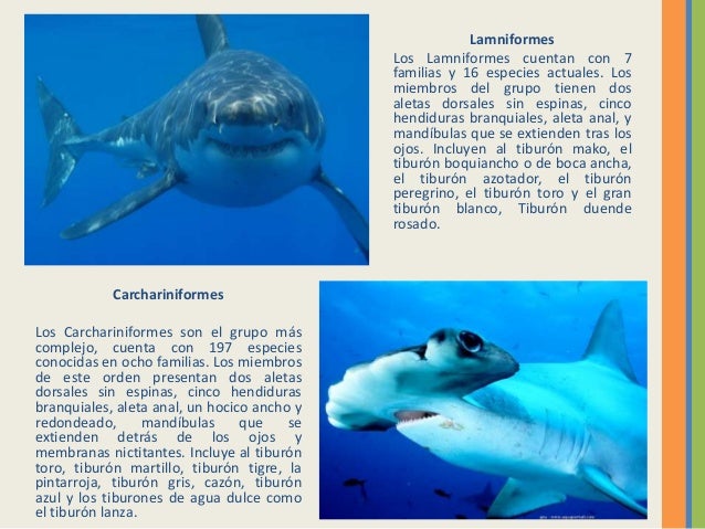 los tiburones